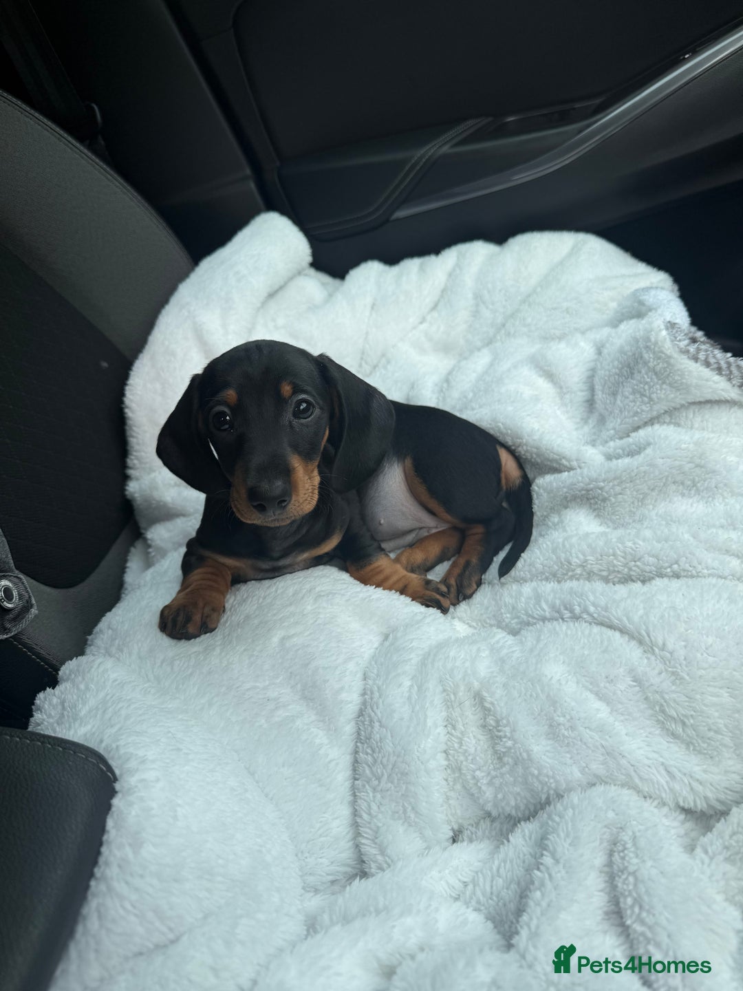 Miniature Dachshund dogs for sale: Mini dachshunds  - Image 12