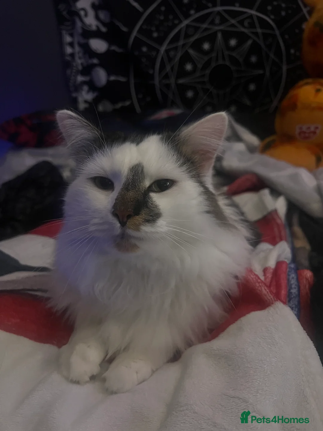 Mixed Breed cats for sale: 3 Y/O DLH - rehome wanted - Advert 4