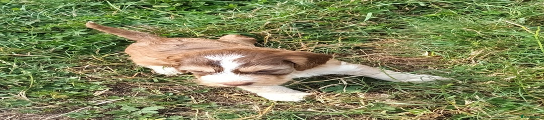 Male tri-color