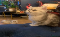Exotic cats for sale: Exotic short hair kittens  in Church Stretton - Image 19