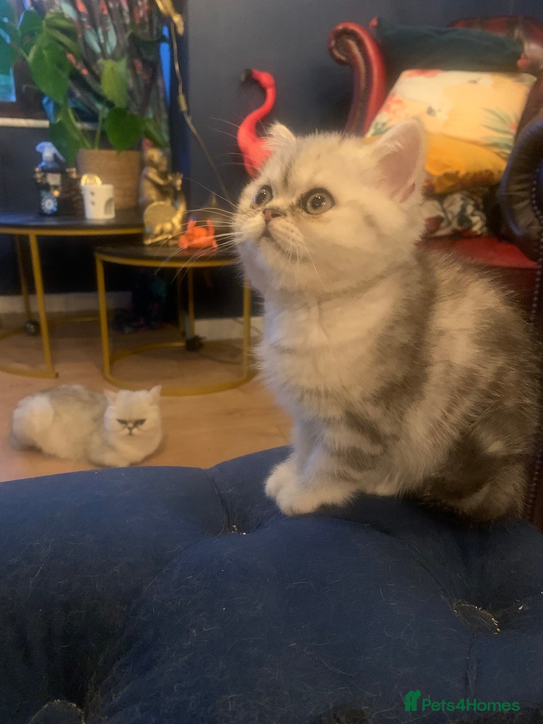 Exotic cats for sale: Exotic short hair kittens  in Church Stretton - Image 19