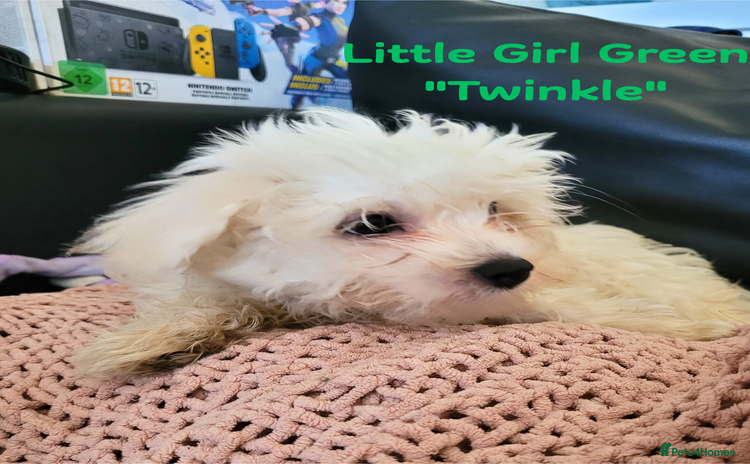 Maltese dogs - Advert 1
