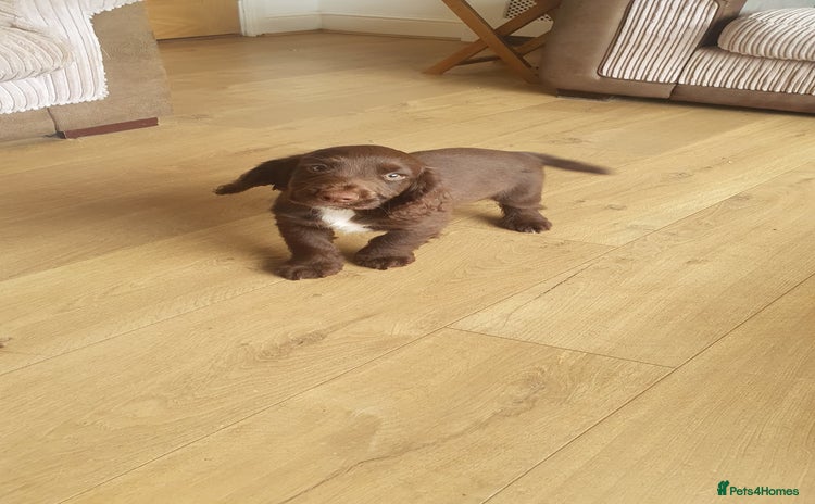Sprocker dogs - Advert 3