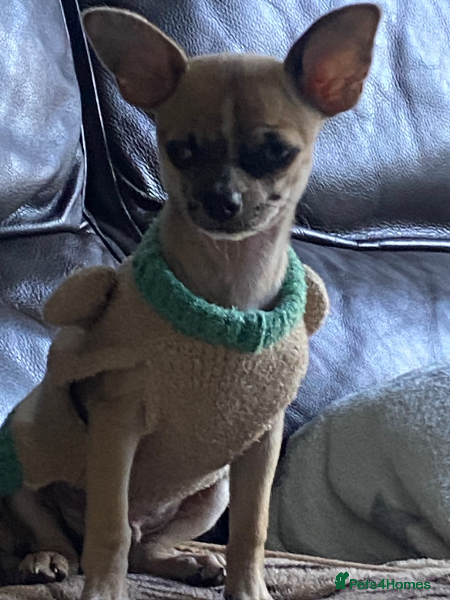 Chihuahua dogs Beautiful chihuahua puppies £700 - Advert 15