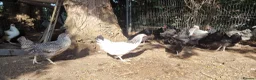 Chickens poultry for sale: bluebells, light Sussex, rhode rock, speckled - Advert 4