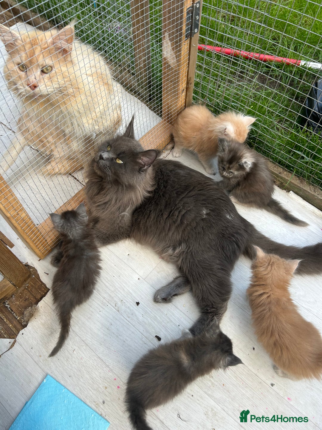 Maine Coon cats for sale: Active TICA GCCF Maine Coon Queen - Advert 11