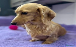 Miniature Dachshund dogs for sale: Miniature long haired cream dachshund. KC reg/PRA - Image 7