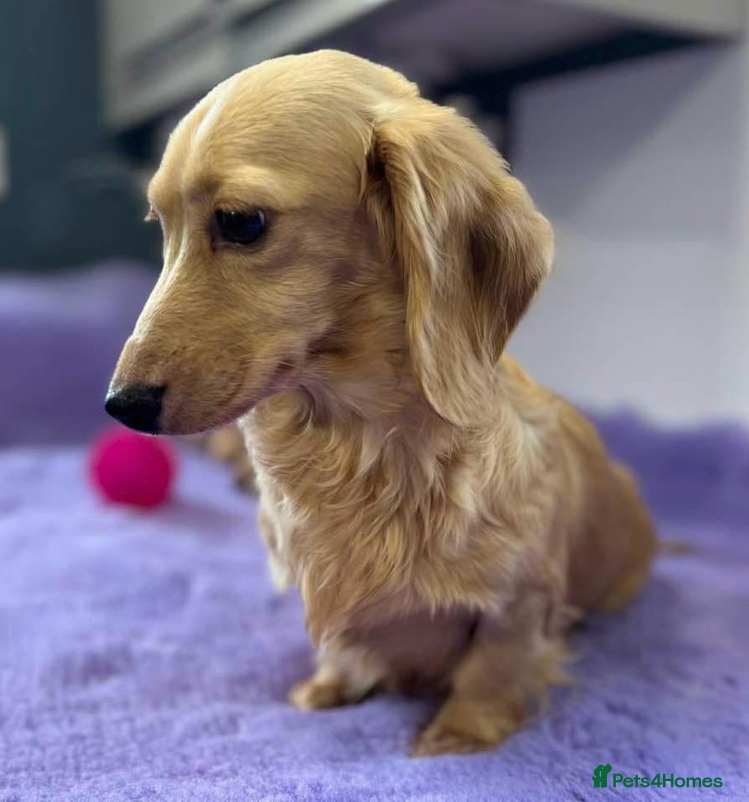 Miniature Dachshund dogs for sale: Miniature long haired cream dachshund. KC reg/PRA - Image 7