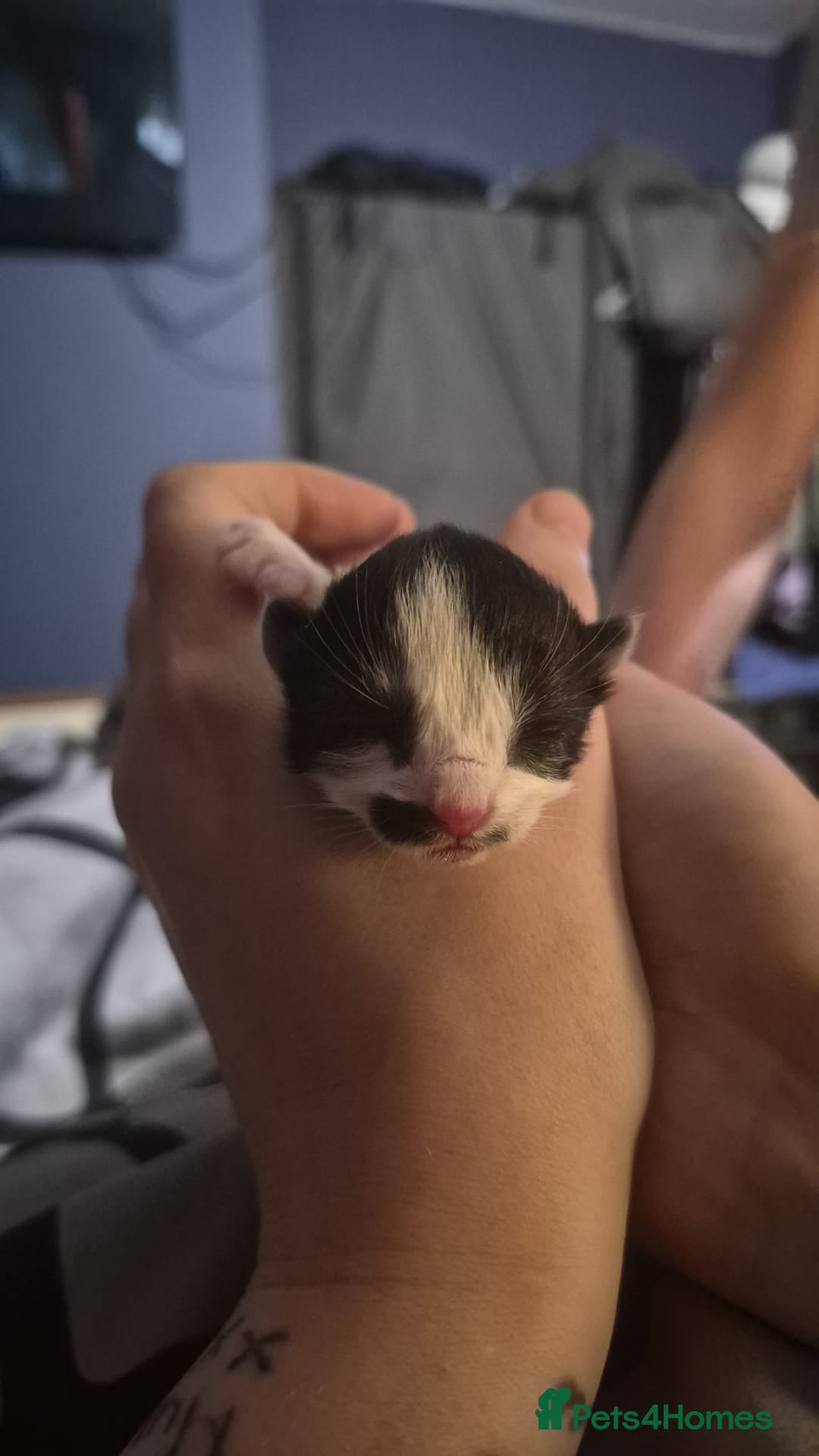 Mixed Breed cats for sale: 3 beautiful kittens - Advert 16