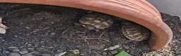 Hermann Tortoise reptiles for sale: Last 2, Hermann tortoises, UK bred. - Advert 7