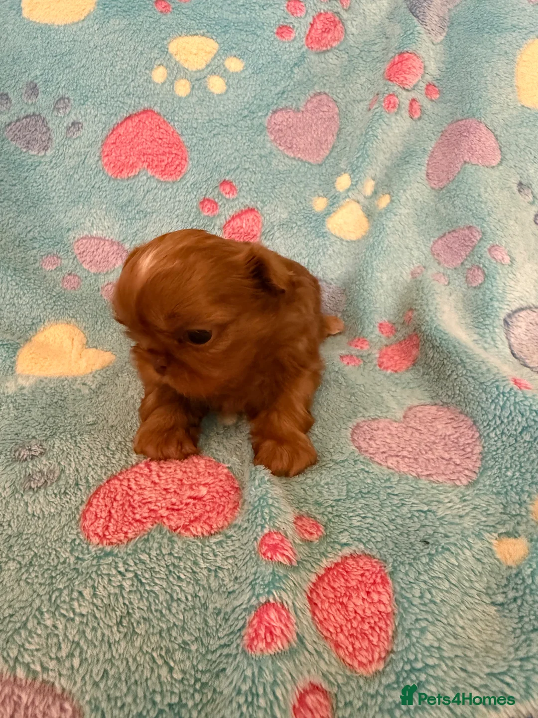 Shih Tzu dogs for sale: Tiny imperial Shih Tzu  - Advert 11