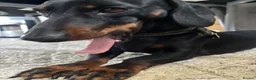 Dachshund dogs for sale: Twix, 1yr old mini dachshund  in Bridgwater - Advert 3