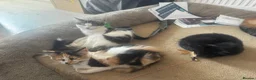 Asian cats for sale: Beautiful Asian Kittens Looking for Loving Homes  in Birmingham - Advert 1