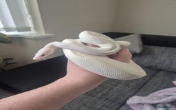 Python Snake reptiles for sale: Blue-eyed Leucistic ball python - Advert 3