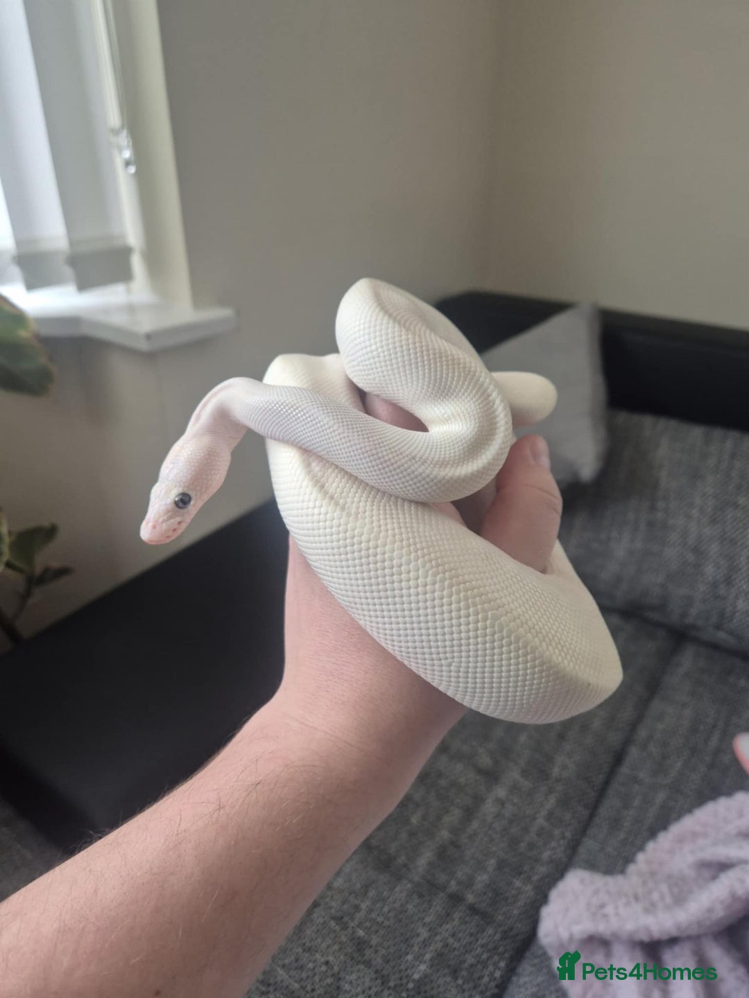 Python Snake reptiles for sale: Blue-eyed Leucistic ball python - Advert 3