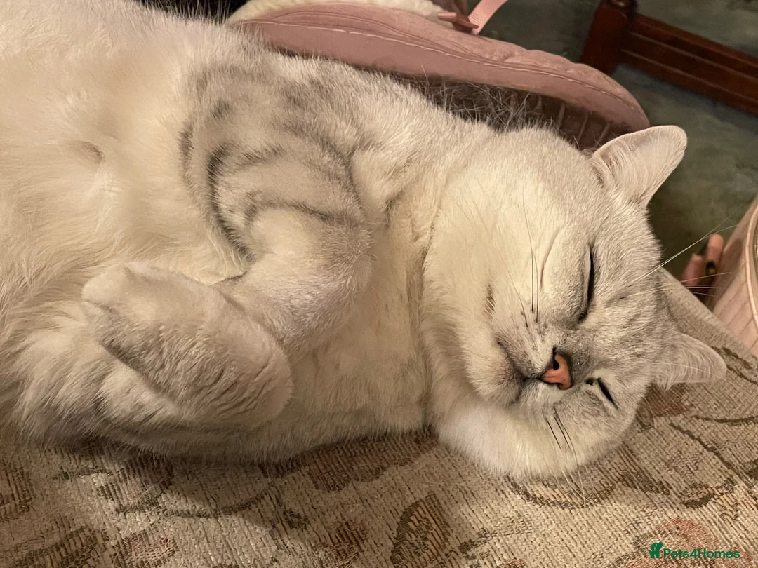 British Shorthair cats for stud: Stunning GCCF stud - Advert 19