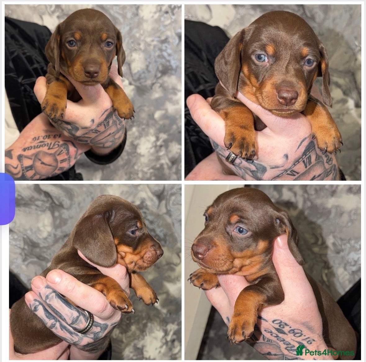Dachshund dogs Dachshund puppys - Advert 13