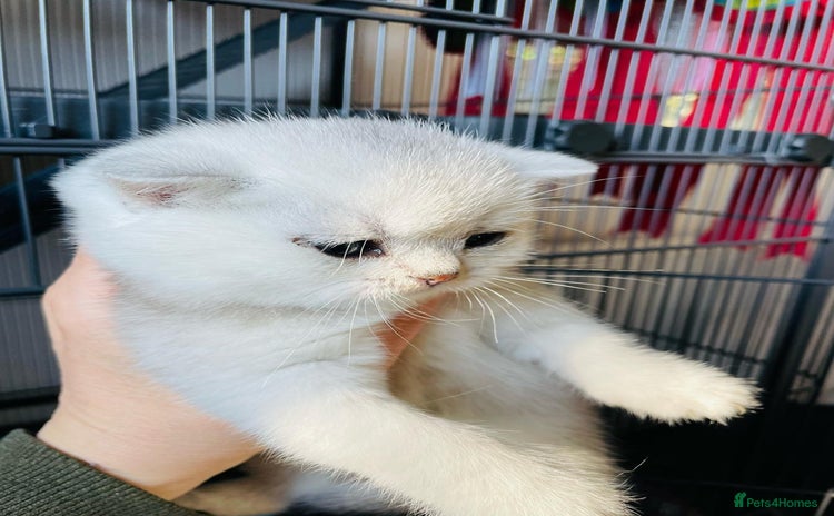 British Shorthair cats in Stoke-on-Trent - Advert 2