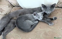 Russian Blue cats for sale: RB kittens Pedigree London  - Image 15