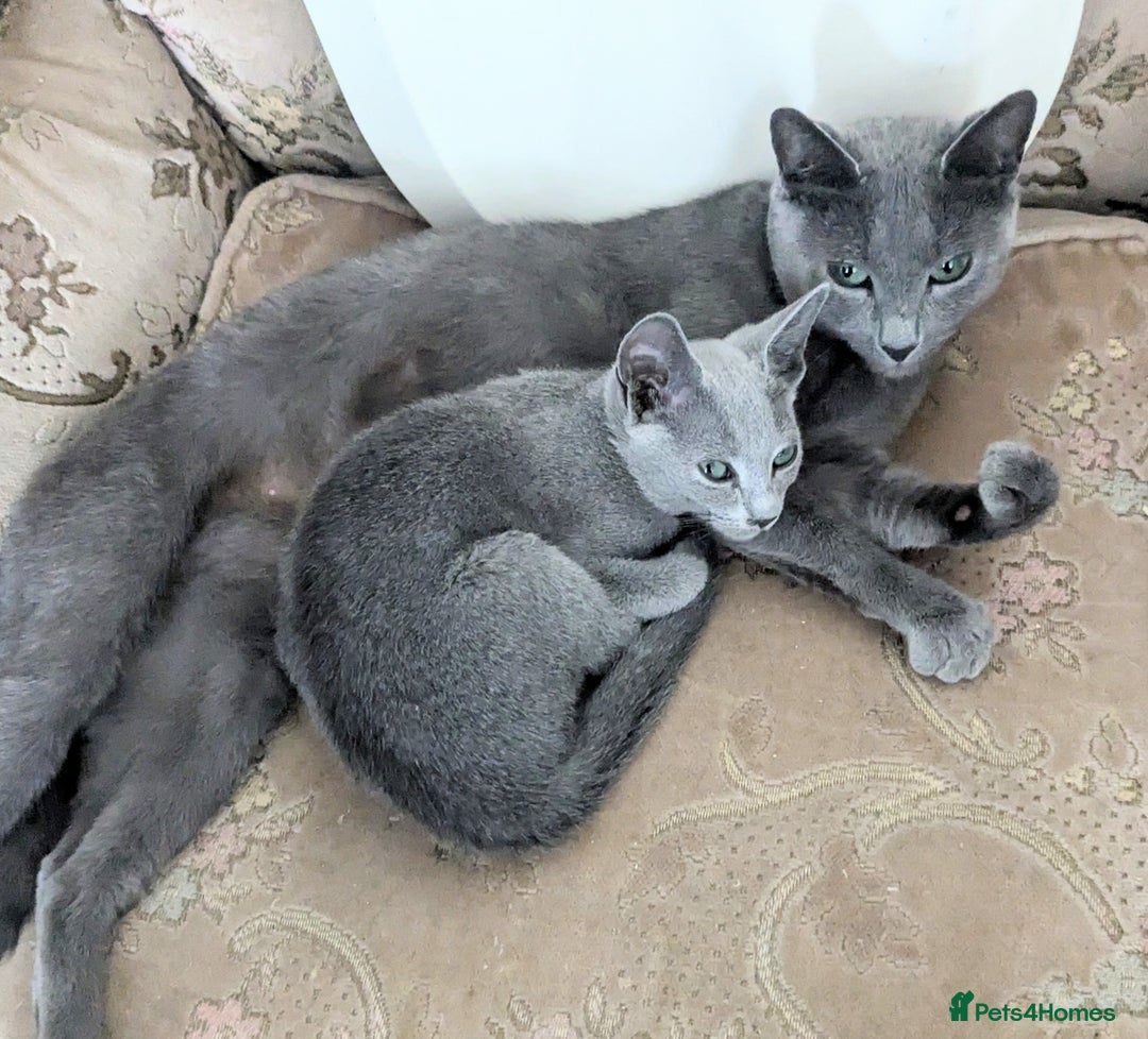 Russian Blue cats for sale: RB kittens Pedigree London  - Image 15