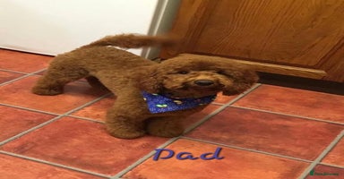 Cavapoo dogs - Advert 4