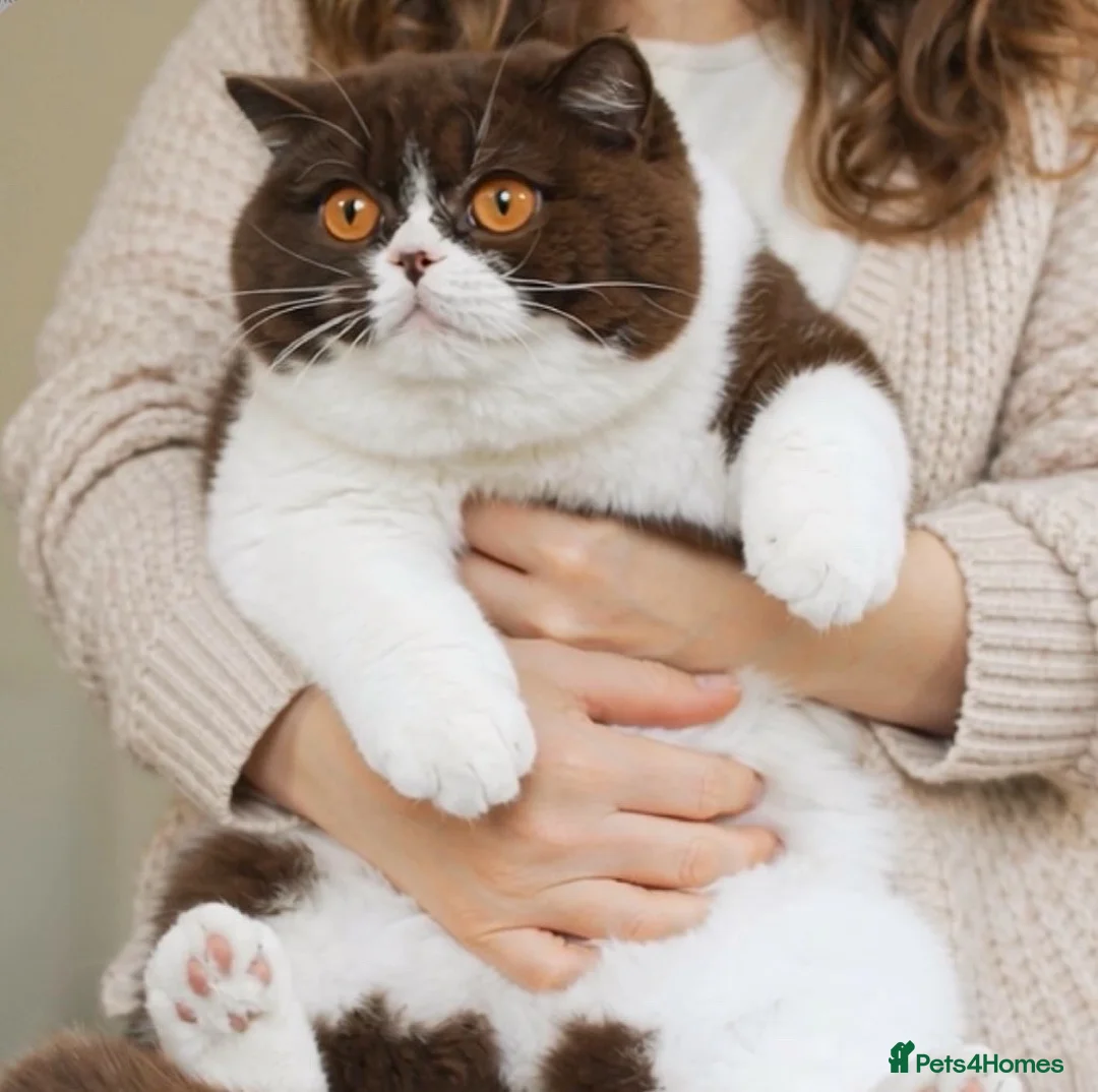 British Shorthair cats for sale: ✨Chocolate Delights ✨ - Advert 12