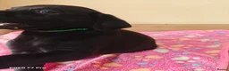 Labrador Retriever dogs for sale: Exceptional Home Raised Labrador Puppies in Nottingham - Advert 25