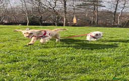 Pug dogs for sale: Our beautiful Panda Pug Luna  - Image 6