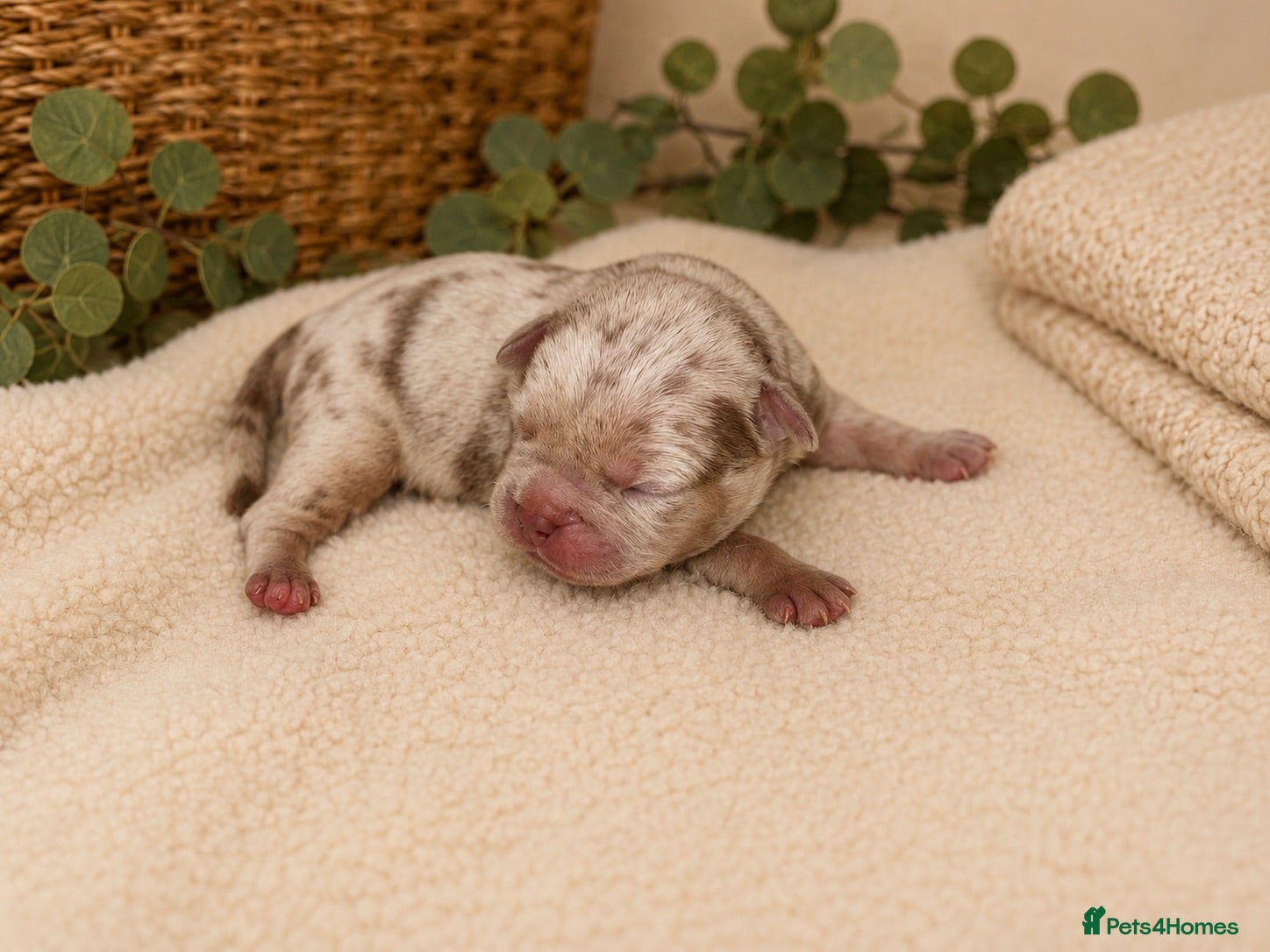 Mixed Breed dogs FrenchieXPocketBully Pups - Advert 18