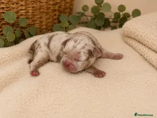 Mixed Breed dogs FrenchieXPocketBully Pups - Advert 6