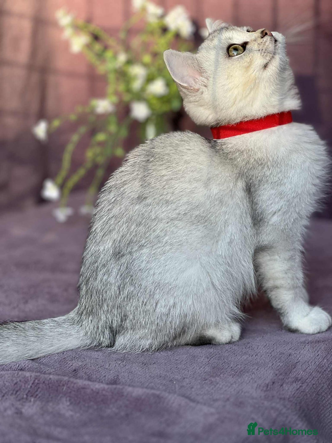 British Shorthair cats for sale: Lovely BSH kittens - ready for their forever homes - Image 10