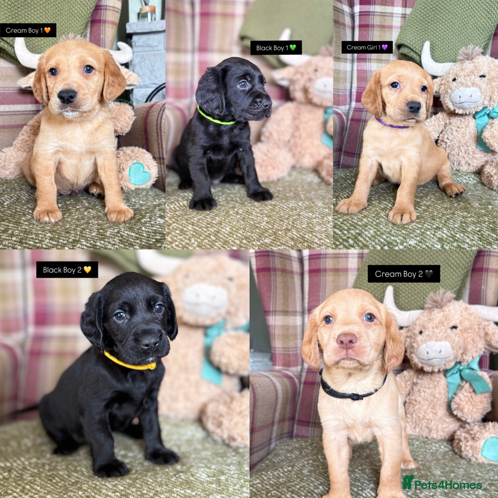 Cockerdor dogs GORGEOUS COCKERDOR PUPPIES💛🖤 - Advert 1