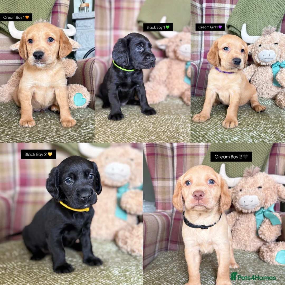 Cockerdor dogs for sale: GORGEOUS COCKERDOR PUPPIES💛🖤 - Advert 1