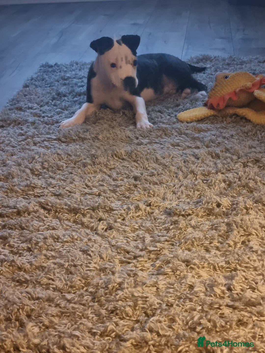 Staffordshire Bull Terrier dogs for sale: Staffy puppy  - Image 5