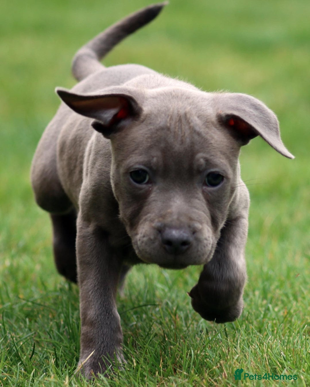 Staffordshire Bull Terrier dogs for stud: STUD…. Blue Siras champion bloodlines  in Stroud - Image 10