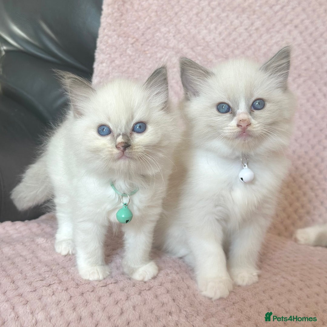 Ragdoll cats for sale: Affectionate, Cuddly, Playful Kittens - Image 19