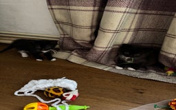 Mixed Breed cats for sale: British shorthair/ Ragdoll cross - Image 6