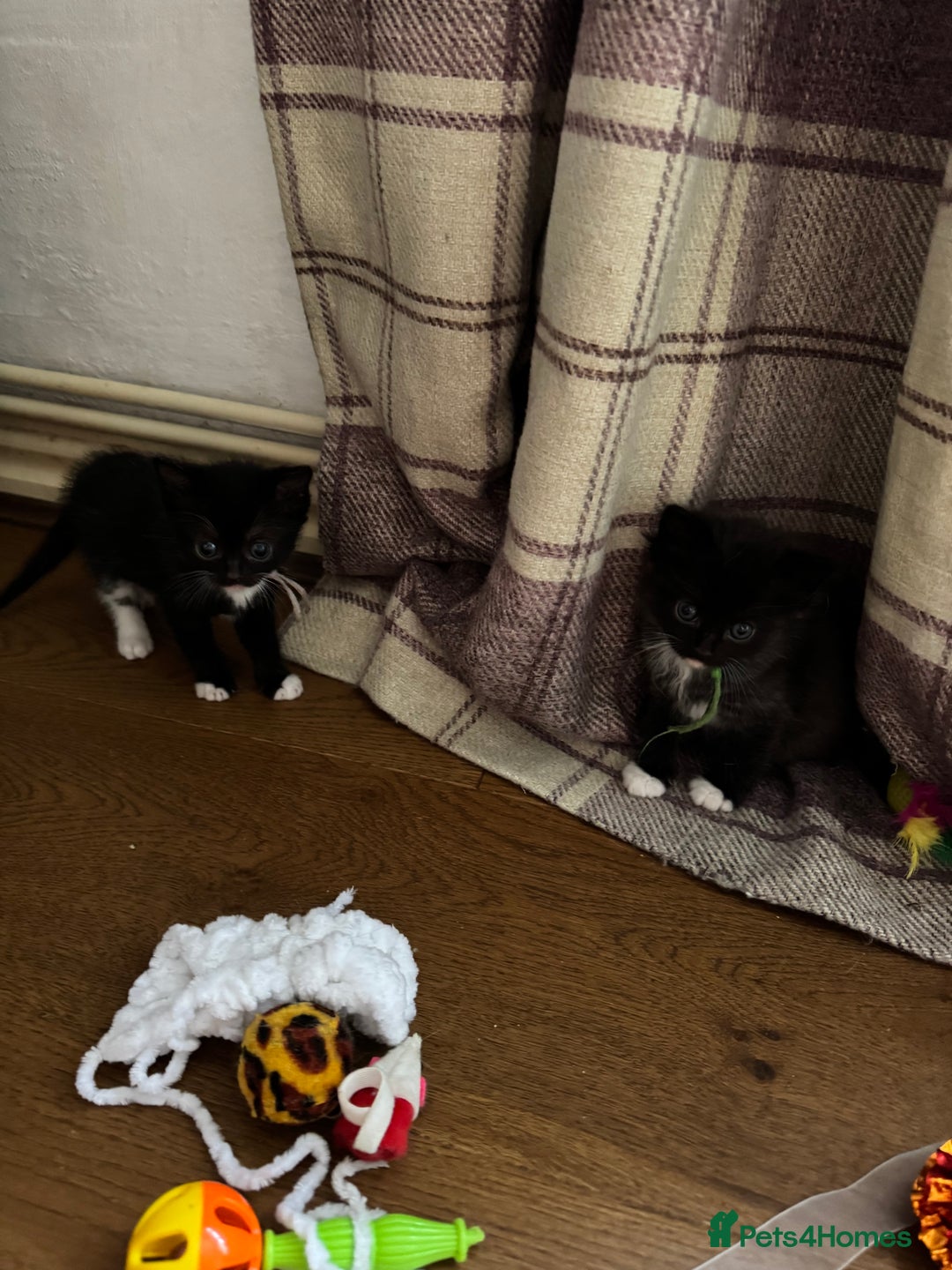 Mixed Breed cats for sale: British shorthair/ Ragdoll cross - Image 6