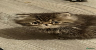 Persian cats Luxury Persian Kittens -  - Advert 13