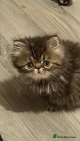 Persian cats Luxury Persian Kittens - - Advert 13