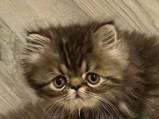 Persian cats Luxury Persian Kittens - - Advert 3