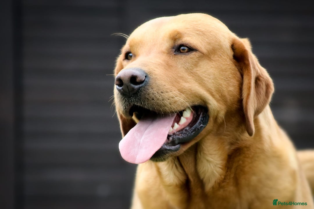 Labrador Retriever dogs for sale: STUNNING GOLDEN/FOX RED KC REG LABRADOR RTL - Image 13