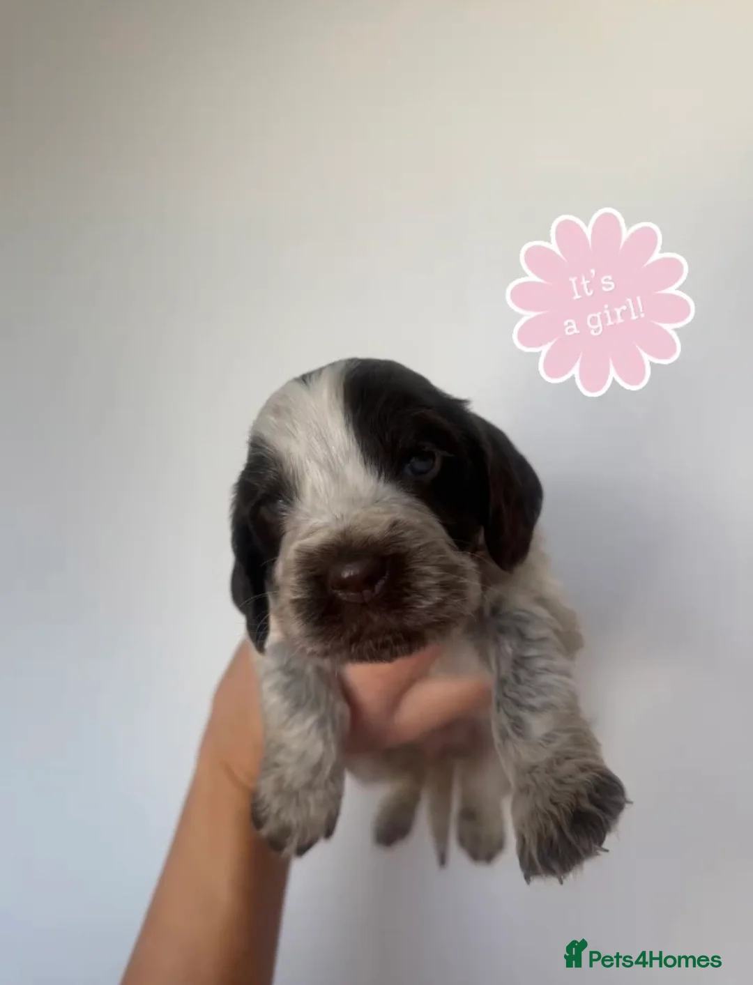 Cockapoo dogs for sale: F1 miniature cockapoo puppies🌟 - Advert 13