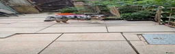 Australian Shepherd dogs for sale: Australian shepherd looking for a new home  - Advert 4