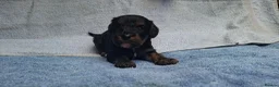 Cavapoo dogs for sale: Beautiful cavapoo puppies  - Advert 9