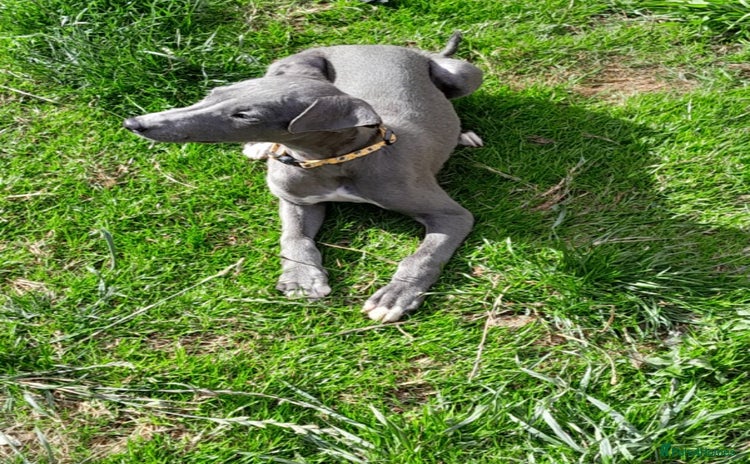Whippet dogs - Advert 12