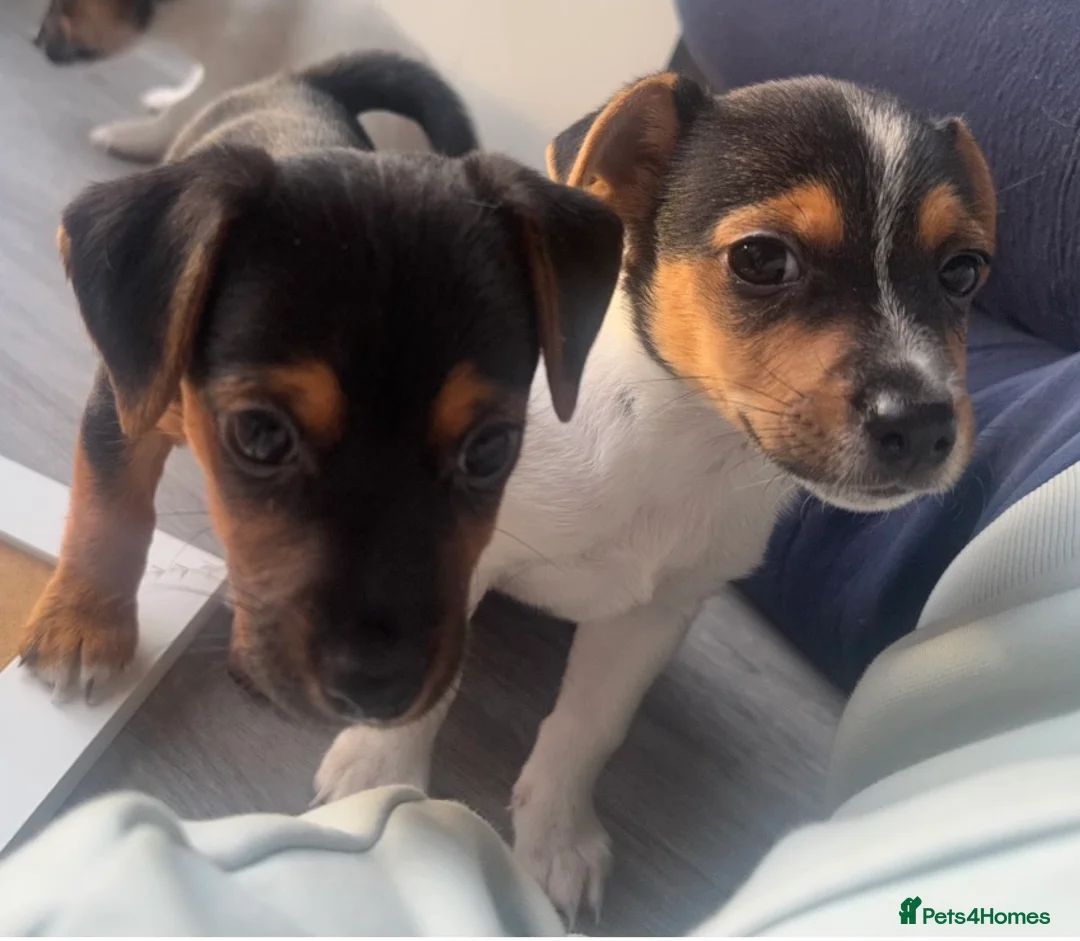 Jack Russell dogs for sale: Beautiful Miniature Jack Russell Puppies - Advert 4