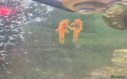 Plecos fish for sale: Red bristlenose pleco babies - Image 2