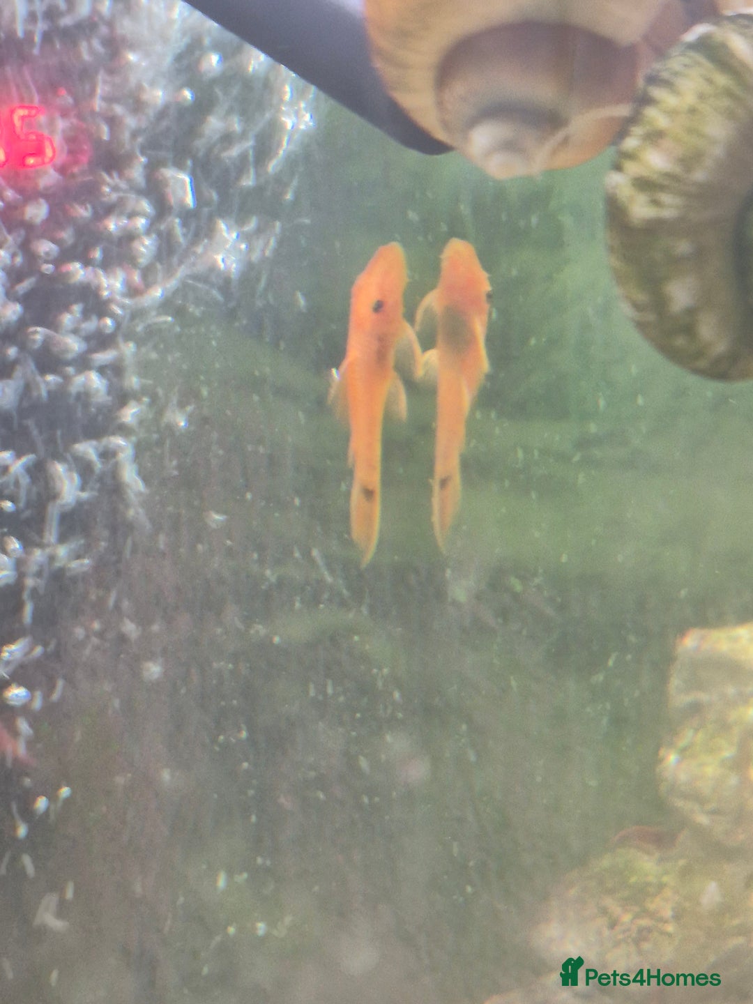Plecos fish for sale: Red bristlenose pleco babies - Image 2