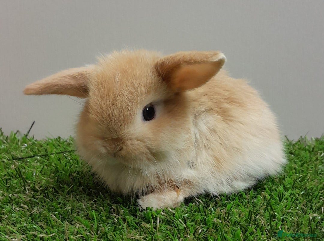 Mini Lop rabbits for sale: Beautiful friendly vaccinated Mini Lops - Image 8